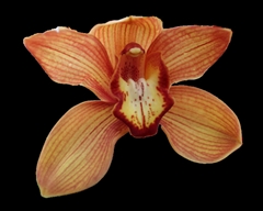 Cymbidium Oranje Holland 50cm