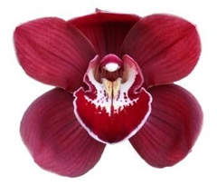 Cymbidium Bloody Mary 80cm