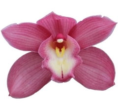 Cymbidium Gerry 60cm