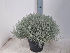 Leucophyta Brownii 26Ø 45cm