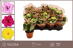 Kalanchoe Double Mix 8Ø 15cm