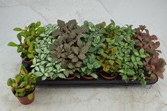 Fittonia Mix 7 Colours 8Ø 12cm