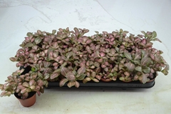 Fittonia Mosaic Pink Forest Flame 8Ø 12cm