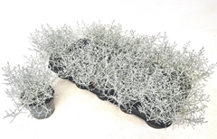 Leucophyta Brownii Silvercalos 12Ø 18cm