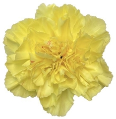 Dianthus Single Hermes 70cm
