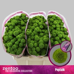 Chrysanth Santini Peptalk 55cm 48gr.