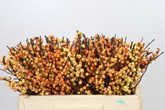 Ilex Magical Cresgold 50cm