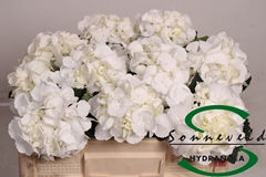 Hydrangea Schneeball 50cm 8-10cm Hd