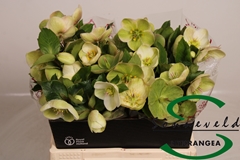Helleborus Nora White 40cm