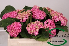 Hydrangea Beautensia Luxor Pink 60cm 7-9cm Hd