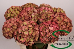 Hydrangea Royal Anastasia Classic 60cm 13-15cm Hd