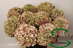 Hydrangea Glowing Alps Classic 75cm 15-17cm Hd
