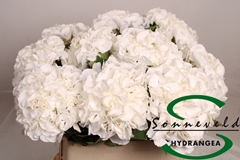 Hydrangea Royal Princess 80cm 15-17cm Hd
