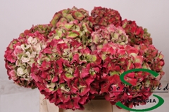 Hydrangea Glowing Alps Classic 40cm 15-17cm Hd