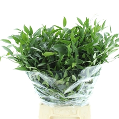 Ruscus Aculeatus Per Bunch 50cm 200gr. 10st