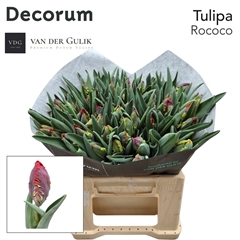 Tulip Parrot Rococo 35cm 35gr.