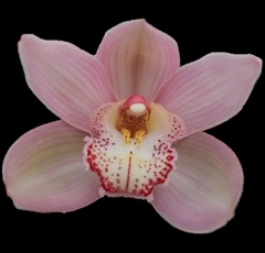 Cymbidium Reynella 50cm