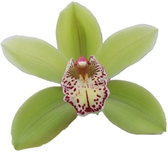 Cymbidium Hans 50cm