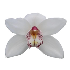 Cymbidium Mrs. White Crystal 80cm