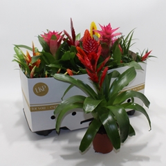 Bromelia Mix 12Ø 35cm