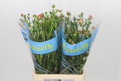 Ranunculus Butterfly Eris 70cm 30gr.