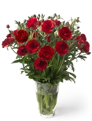 Ranunculus Butterfly Hades 50cm 100gr.