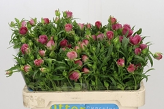 Ranunculus Butterfly Lycia 60cm 35gr.