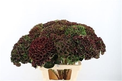 Hydrangea Charlotte 70cm 18-20cm Hd