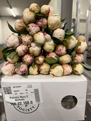 Paeonia Mary E. Nicholls 55cm