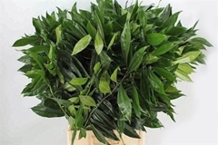 Cocculus Laurifolius Per Bunch 90cm
