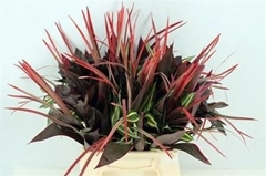 Dracaena Sanderiana 52cm