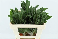Philodendron Xanadu 55cm 10cm Hd
