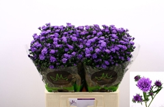 Aster Astee Dark Milka 60cm 15gr.
