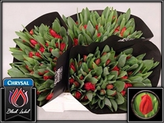 Tulip Single Escape 35cm 28gr.