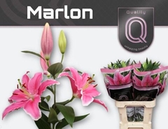 Lily Oriental Marlon 85cm 4+