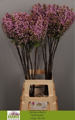Syringa Dark Koster 90cm 4-hd