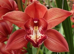 Cymbidium Princess Fredericka 60cm