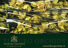 Cymbidium Melissa 60cm