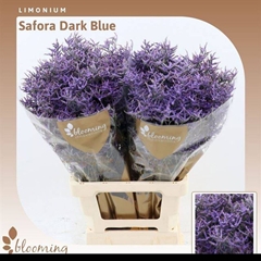Limonium Safora Dark Blue 70cm 30gr.