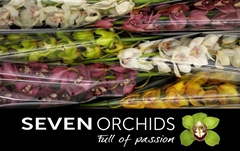 Cymbidium Mix 80cm