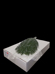 Phoenix Roebeleni Per Bunch 60cm