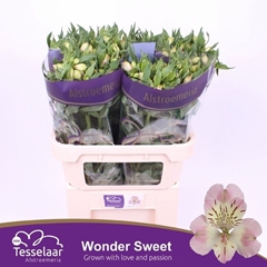 Alstroemeria Wonder Sweet 75cm 70gr.
