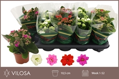 Kalanchoe Double Mix 10Ø 23cm