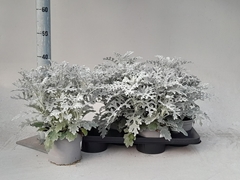 Jacobaea Maritima 17Ø 42cm