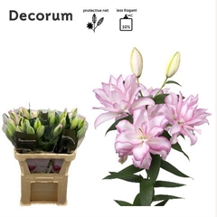 Lily Oriental Double Roselily Anouska 75cm 2+