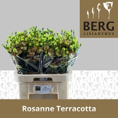 Eustoma Double Rosanne Terracotta 70cm
