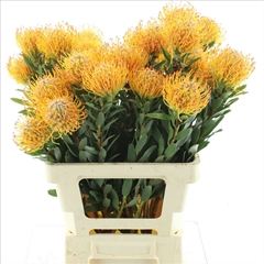 Leucospermum Ayoba Sun 70cm