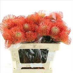Leucospermum Succession 50cm