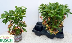 Ardisia Crenata 14Ø 40cm