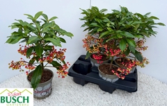 Ardisia Crenata 14Ø 40cm